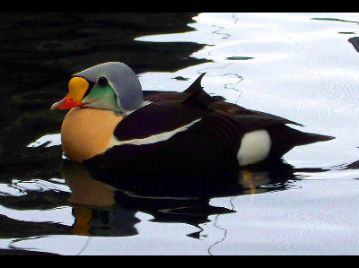Sea Duck  -  King Eider