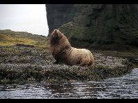 Steller Sea Lion image