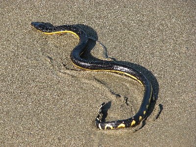 Sea Snake  