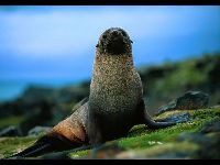 Antarctic Fur Seal image