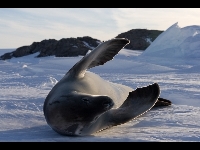 Crabeater Seal image