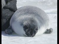Hooded Seal image