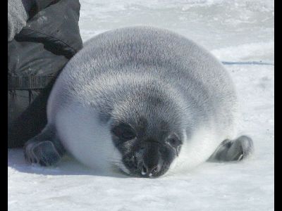 Seal  -  Hooded Seal