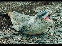 Leopard Seal image