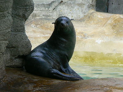 Seal  -  South American Fur Seal