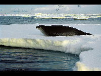 Weddell Seal image