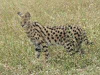 Serval image