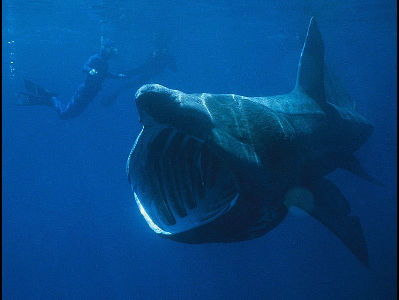 Shark  -  Basking Shark