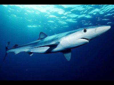 Shark  -  Blue Shark