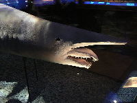 Goblin Shark image