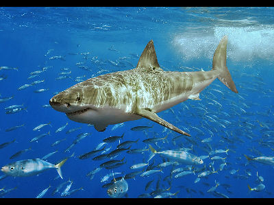 Shark  -  Great White Shark