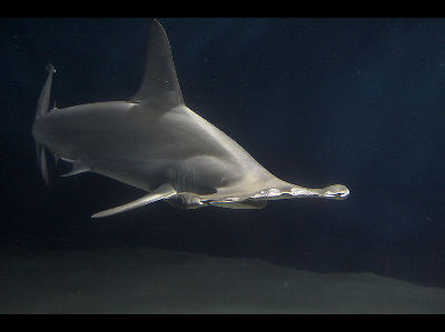 Shark  -  Hammerhead Shark