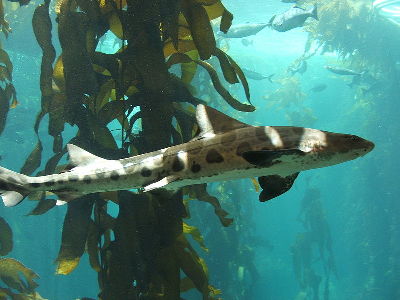 Shark  -  Leopard Shark