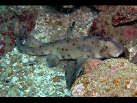 Port Jackson Shark image