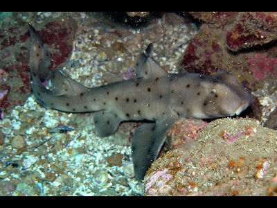 Shark  -  Port Jackson Shark