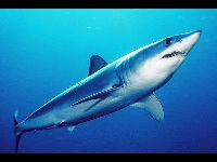 Shortfin Mako Shark image