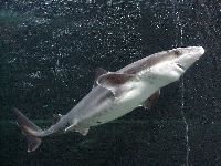 Spiny Dogfish image