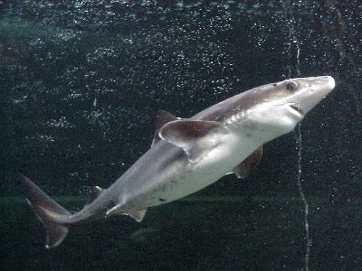 Shark  -  Spiny Dogfish