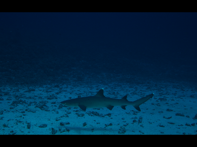 Shark  -  White Tip Reef Shark