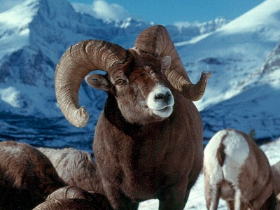 Sheep  -  Bighorn Sheep