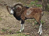 Mouflon image