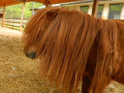Shetland Pony  