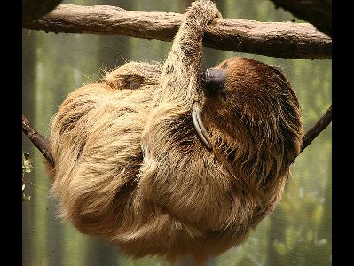 Sloth  