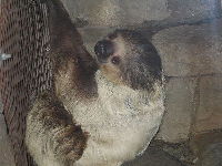 Hoffmann's Two-toed Sloth image