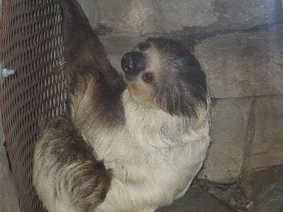 Sloth  -  Hoffmann's Two-toed Sloth