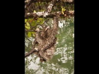 Pygmy Three-toed Sloth image