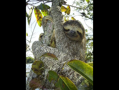 Sloth  -  Three-toed Sloth