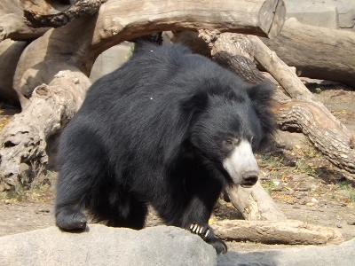Sloth Bear  