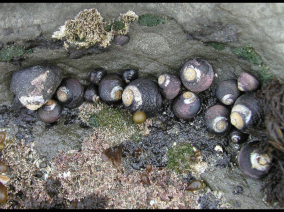 Snail  -  Black Turban Snail