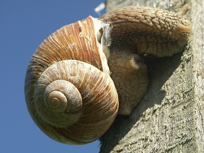 Snail  