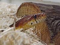 Corn Snake image