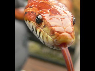 Snake  -  Corn Snake