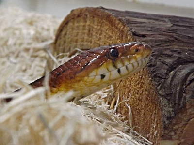 Snake  -  Corn Snake