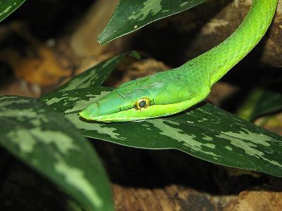 Snake  -  Green Vine Snake