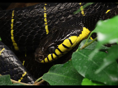 Snake  -  Mangrove Snake