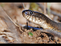 Northern Water Snake image