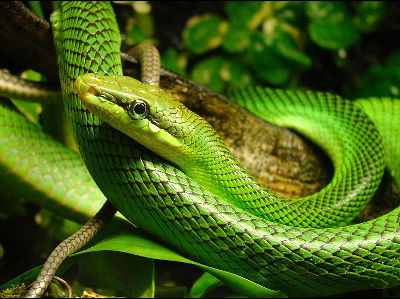 Snake  -  Red-tailed Green Ratsnake