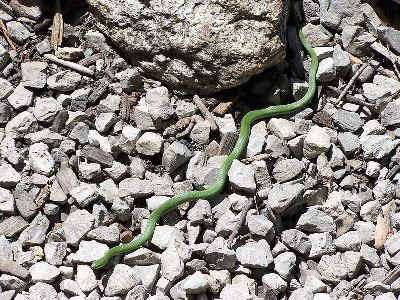 Snake  -  Rough Green Snake