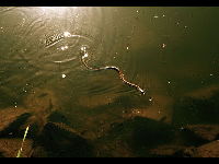 Southern Water Snake image