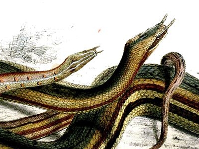 Snake  -  Tentacled Snake