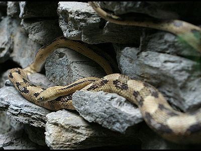 Snake  -  Trans-Pecos Rat Snake