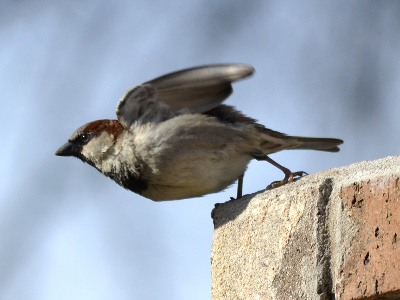 sparrow/sparrow_House_Sparrow