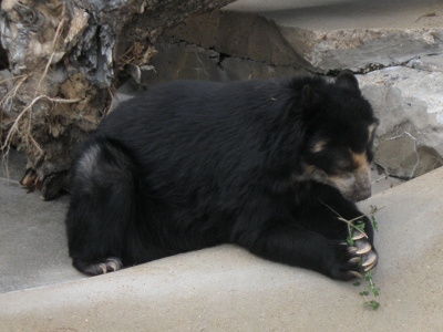 Spectacled Bear  