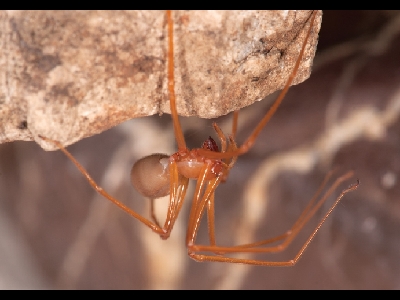 Spider  -  Cave Robber Spider