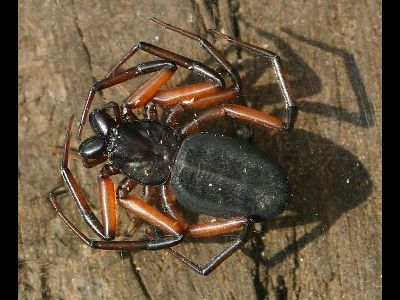Spider  -  Scorpion Spider