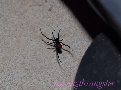 Spider  -  Widow Spider